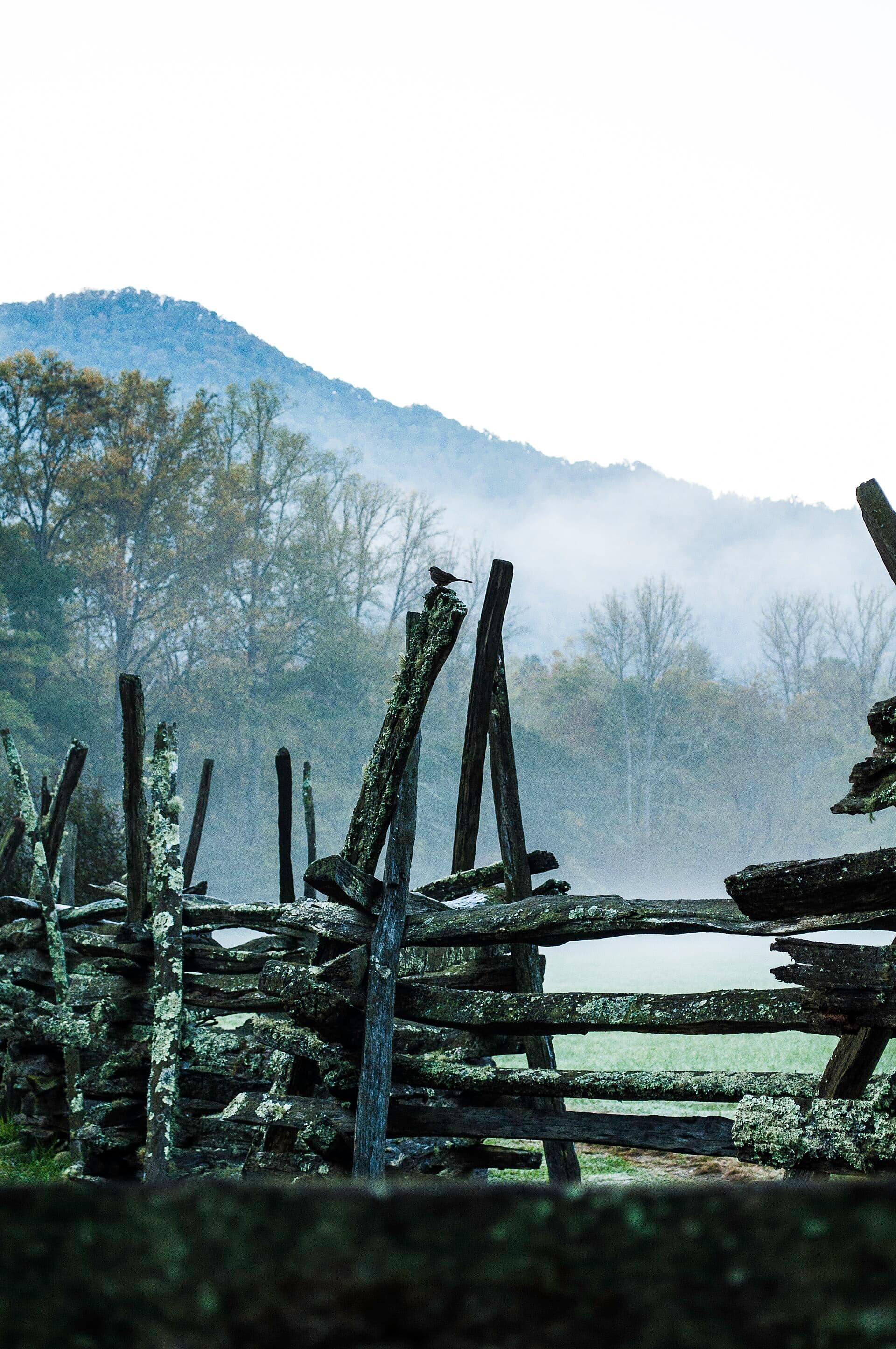 Wood fence line in early morning fog